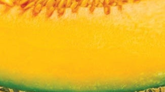 SOD Enzyme