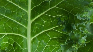 Kale