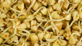 Buckwheat Berry Sprouts