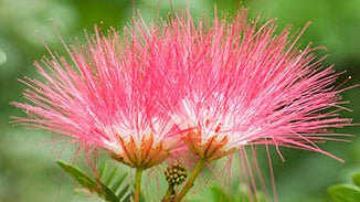 Albizia Tree Bark & Flower Extracts
