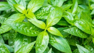 Andrographis Leaf Extract