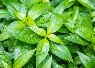 Andrographis Leaf Extract