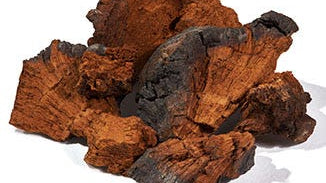 Chaga Mushroom