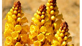 Cistanche Stem Extract