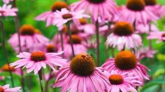 Echinacea purpurea Extract