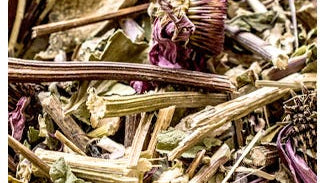 Echinacea angustifolia Root