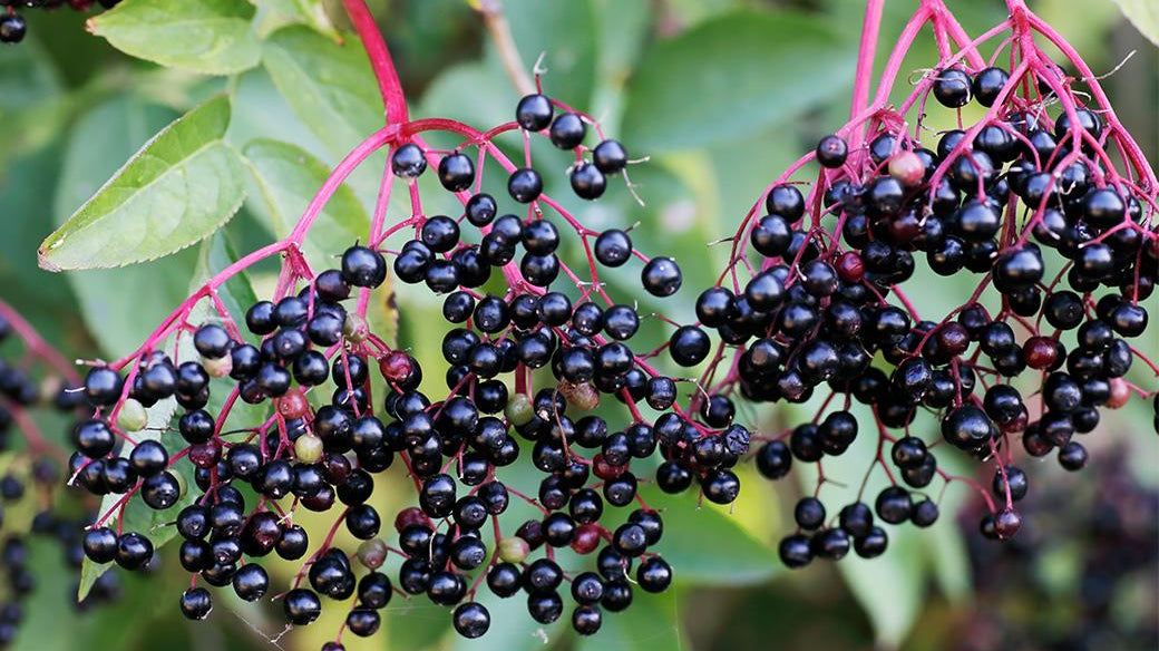 Elderberries — Nature’s "Medicine Chest"