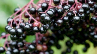 Elderberry Fruit Extract