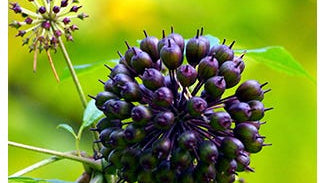 Eleuthero Root Extract
