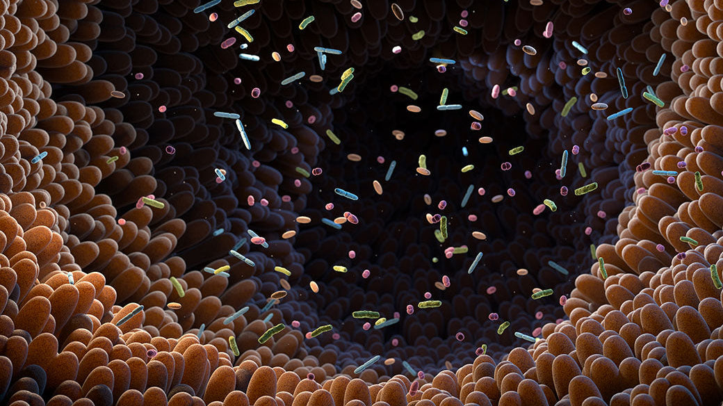 The Best Supplements for Gut Health