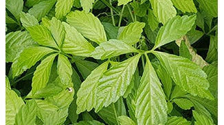 Gynostemma Leaf Extract