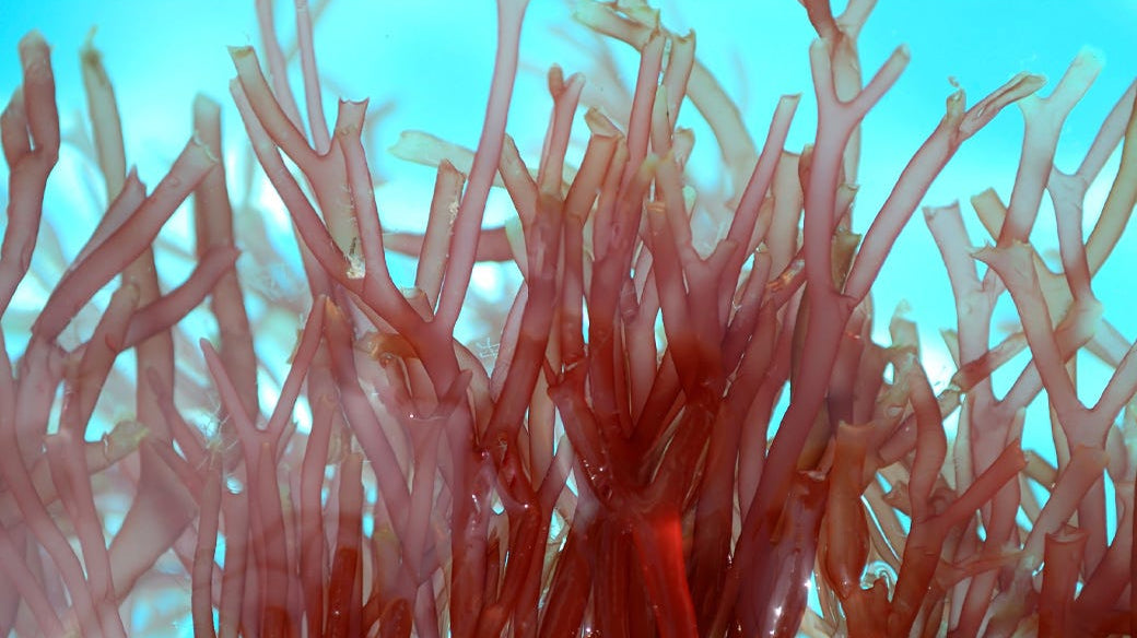 The Most Incredible Antioxidant You’ve Never Heard Of