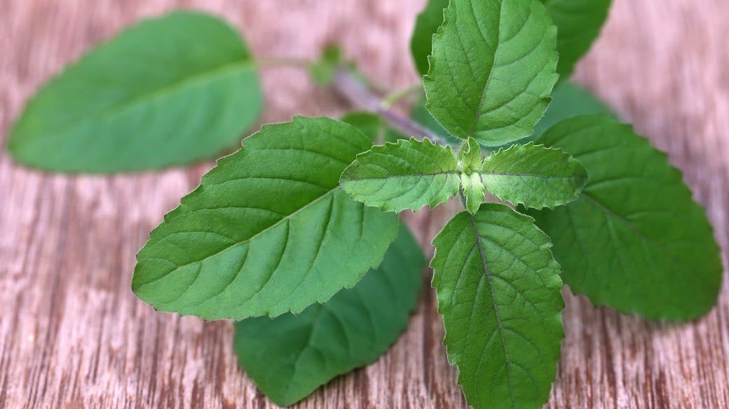 Holy Basil – The King & Queen of Herbs