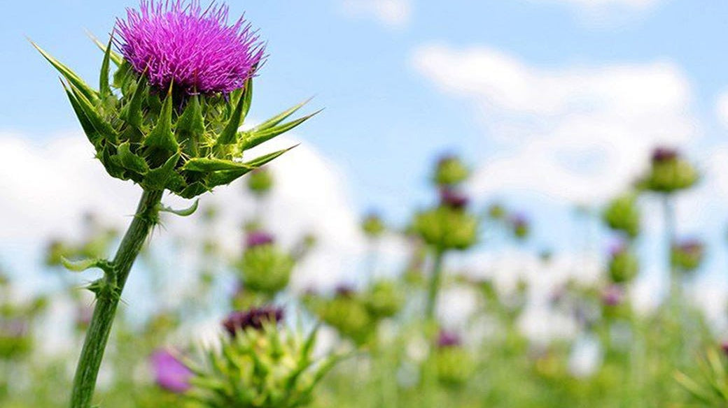 What Does Milk Thistle Do for Your Body?
