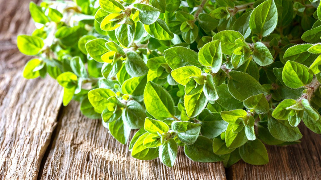 Oregano – Great for Much More Than Pizza