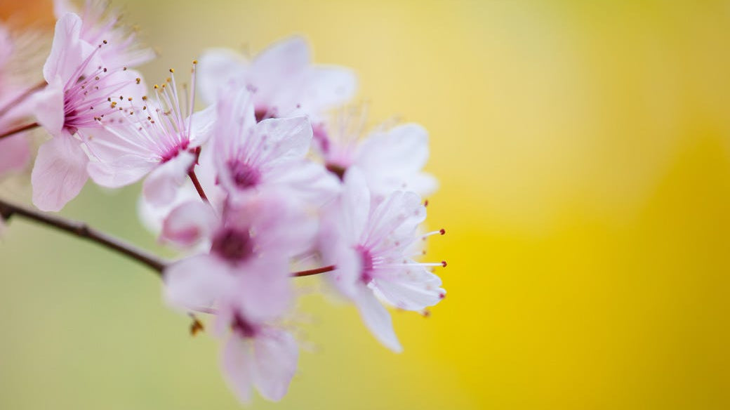 Tips for Surviving the Spring Forward