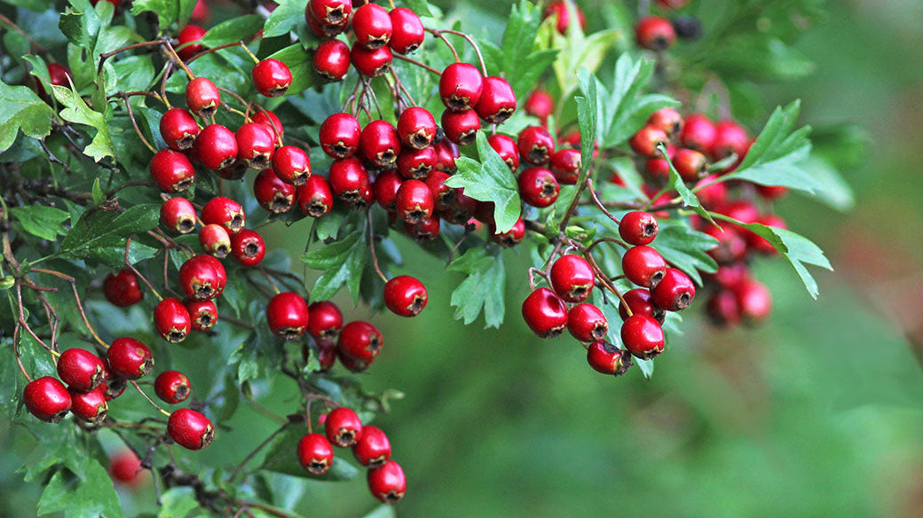 Herbal Harmony for Your Heart