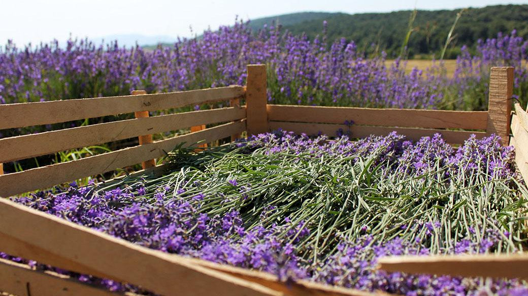 Harnessing the Power of Herbal Wisdom