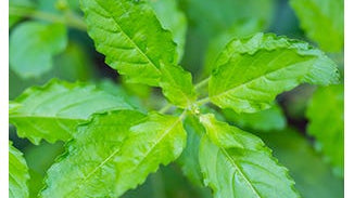 Holy Basil Leaf Extract