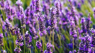 Lavender Flower Oil Extract