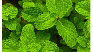 Lemon Balm Leaf Extract