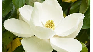Magnolia Bark Extract