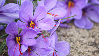Saffron Flower Essence