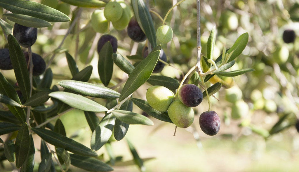 7 Surprising Benefits Of Olive