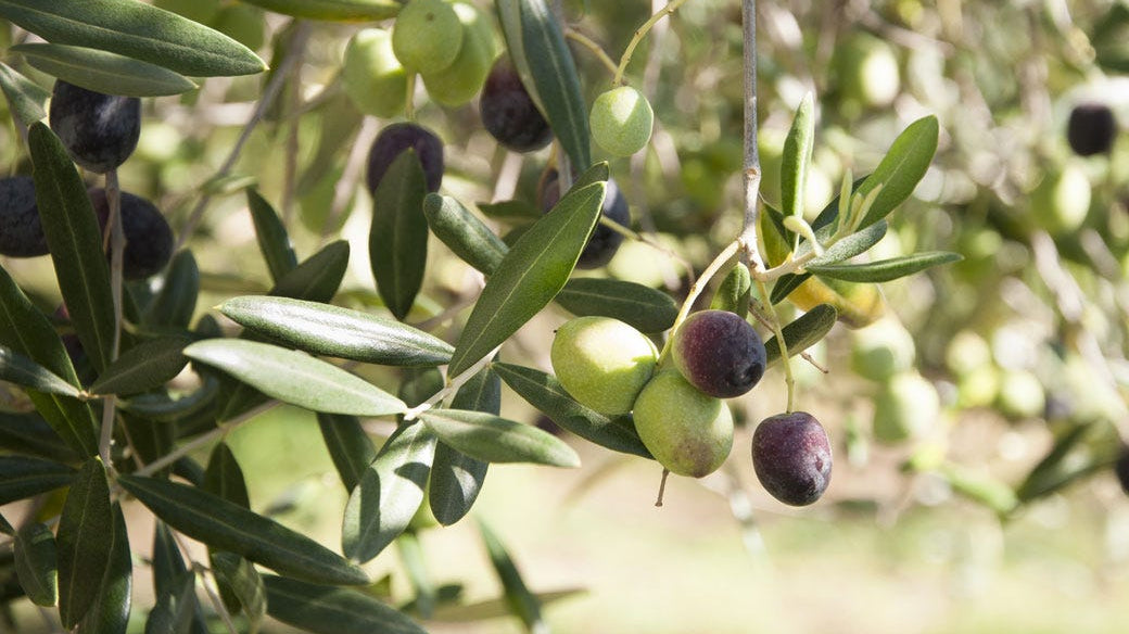 7 Surprising Benefits Of Olive