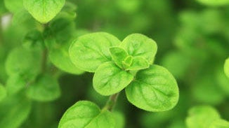 Oregano Leaf (Whole Herb)