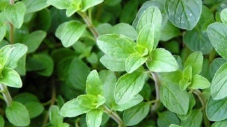 Oregano Leaf Extract