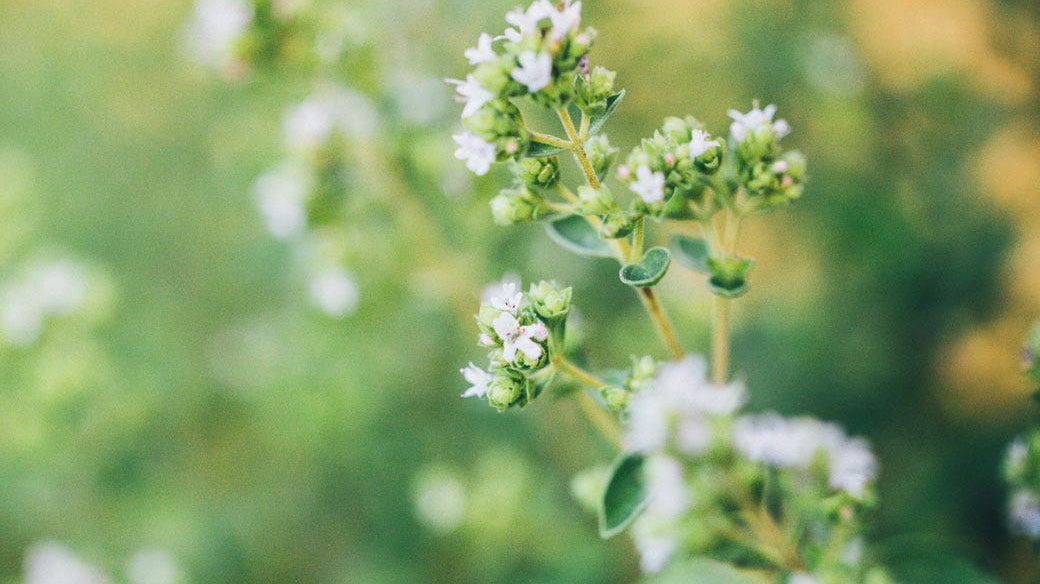 5 Ways Oregano Extract Can Keep You Healthy