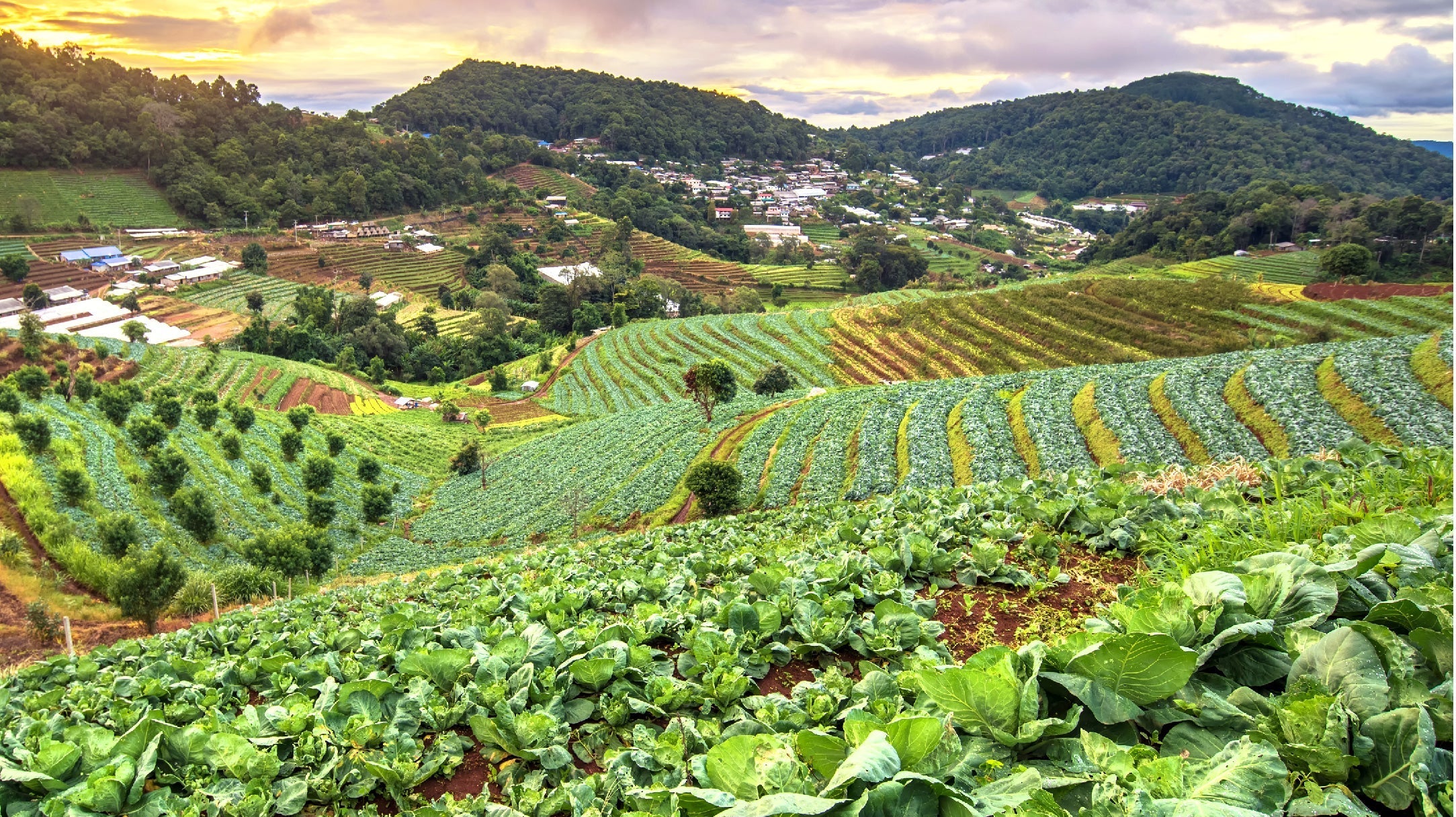 What Is Organic?