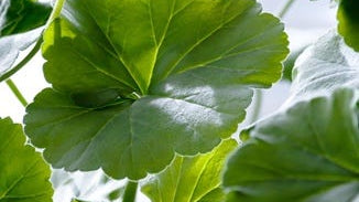 Pelargonium sidoides Root Extract