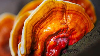 Reishi Mushroom