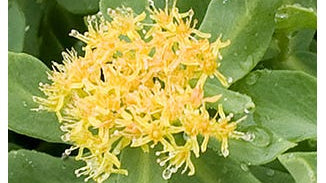 Rhodiola Root Extract