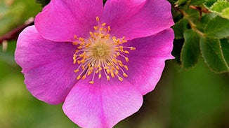 Rose Flower Extract