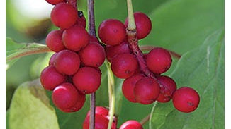 Schizandra Seed and Fruit Extract