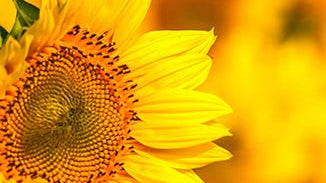 Sunflower Lecithin