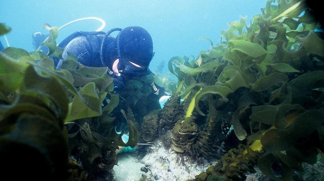 Incredible, Sustainable Algae