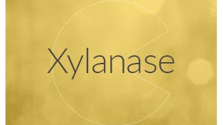 Xylanase Enzyme