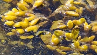 Bladderwrack