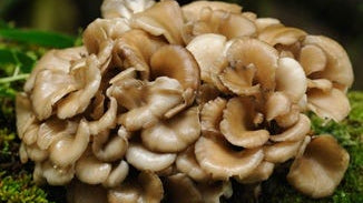 Maitake Mushroom