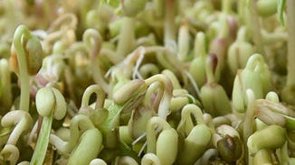 Millet Sprouts