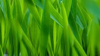 Oat Grass Juice