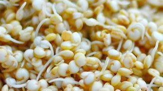 Quinoa Sprouts