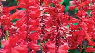Red Sage Root Extract
