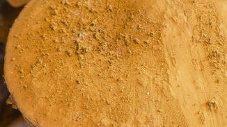 Reishi Cracked Cell Spores