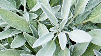 Sage Leaf