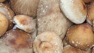 Shiitake Mushroom